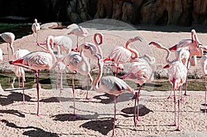 Flock of Flamingo birds in Valencia Bioparc zoo - Spain photo