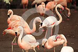 A flock Flamingo. Pink birds in natural park