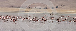 Flock of Flamingo