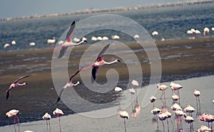 Flock of Flamingos 