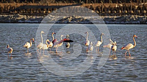 Flock of flamingos