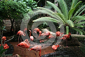 Flock of Flamingos photo