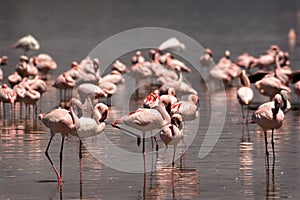 Flock of flamingos