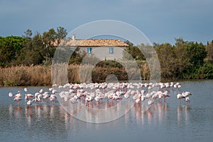 Flock of Flamingos, Camargue, France