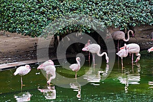 Flock of flamingos drinking from the lake in Kowloon Park, Hong Kong