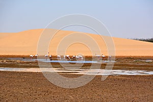 A flock of flamingos drinks water from a pond near a desert sand dune. Against the background of the blue sky