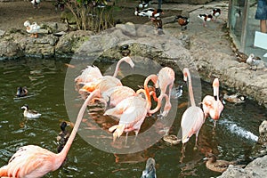 Flock of flamingos and ducks standing and swimming in a pond at a zoo in Malang, East Java, Indonesia.