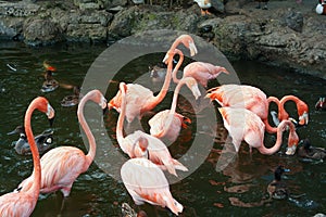 Flock of flamingos and ducks standing and swimming in a pond at a zoo in Malang, East Java, Indonesia.