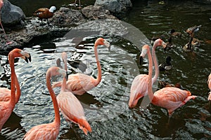 Flock of flamingos and ducks standing and swimming in a pond at a zoo in Malang, East Java, Indonesia. Heads up.