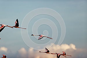 Flock of flamingos flying in Amboseli National Park, Kenya