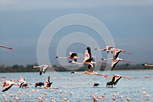 Flock of flamingos flying over the pond in Amboseli National Park, Kenya