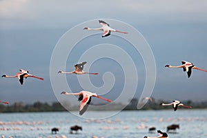 Flock of flamingos flying over the pond in Amboseli National Park, Kenya