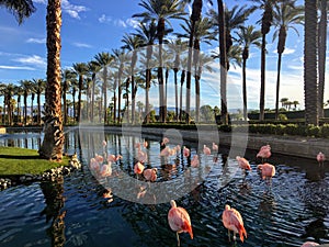 A flock of flamingos hanging out in a luxurious fountain at a fancy golf and resort in Palm Springs, California