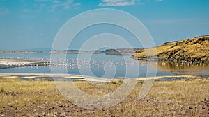 A flock of flamingos at Lake Magadi, Kenya