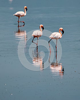 A flock of flamingos at Lake Magadi, Rift Valley, Kenya