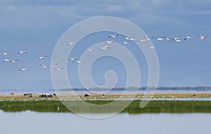 A flock of flamingos overfly a lake in Amboseli National Park in Kenya.