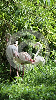 A flock of flamingos in the park, taken at safari park bogor indonesia during vacation time.