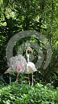 A flock of flamingos in the park, taken at safari park bogor indonesia during vacation time.