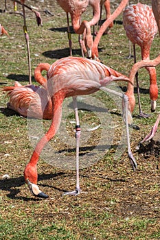 A Flock of Flamingos Peck the Ground Together