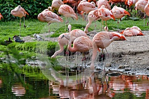 Flock of flamingos. Phoenicopterus roseus. The Life of Birds