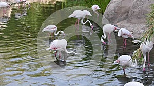 A flock of flamingos searches for food at sunset in Al Ain, United Arab Emirates UAE Phoenicopterus roseus.