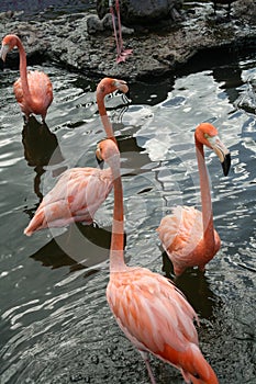 Flock of flamingos standing in water of a pond in Malang city, East Java, Indonesia.