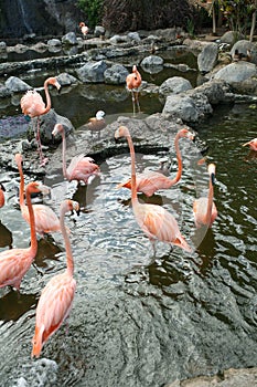 Flock of flamingos standing in water of a pond at a zoo