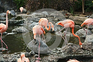 Flock of flamingos standing in water of a pond at a zoo in Malang, East Java, Indonesia.