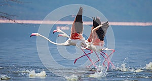 Flock of flamingos taking off. Kenya. Africa. Nakuru National Park. Lake Bogoria National Reserve.