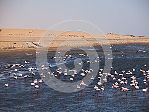 Flock of flamingos in Walvis Bay
