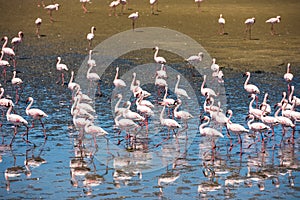 Flock of flamingos at Walvis Bay, Namibia