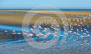 Flock of flamingos at Walvis Bay, Namibia