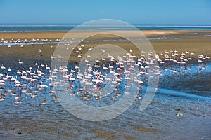 Flock of flamingos at Walvis Bay, Namibia