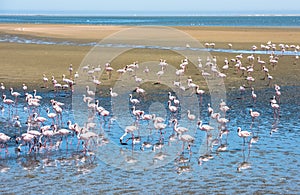 Flock of flamingos at Walvis Bay, Namibia