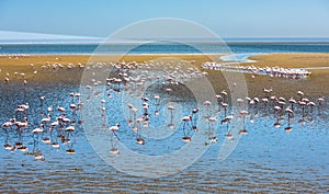Flock of flamingos at Walvis Bay, Namibia