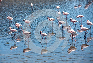 Flock of flamingos at Walvis Bay, Namibia