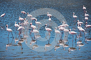 Flock of flamingos at Walvis Bay, Namibia