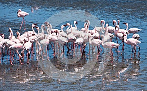 Flock of flamingos at Walvis Bay, Namibia