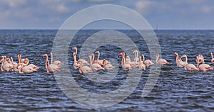 A flock of flamingos wintering on the seashore
