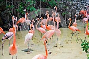 Flock of flamingos in Xcaret ecotourism park