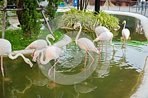 flock of flamingos in the zoo in Sriayuthaya Lion Park , focus selective