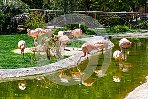 Flock Of Flamingos At Zoo Watering Hole