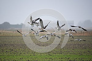 A flock of fleeing Barnacle geese over the German island of Pellworm