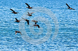 a flock of fleeing Harlekin ducks against the blue water of the ocean - Alaska