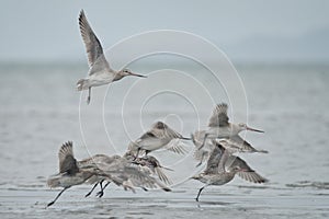 Flock of flying bar-tailed godwit Limosa lapponica baueri on the New Zealands coast.