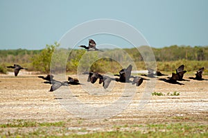 Flock of Flying Birds