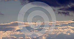 Flock of flying birds against the background of a blue sky with sunset clouds. Birds migrate in the end of the summer