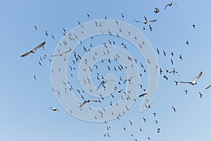 A flock of flying birds, Flock of birds and pigeons flying over blue sky background