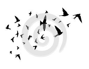 A flock of flying birds. Free birds. Flying swallows. Vector illustration