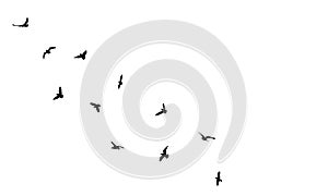 Flock of flying birds in sky, isolated black silhouettes. Beautiful birds. Vector illustration